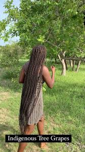 Image result for Lannea schimperi