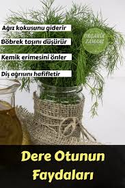 Dere Otunun Faydalari Agiz Kokusunu Giderir Bobrek Taslarini Dusurur Dis Agrisini Hafifletir Pin Ads Italian Buffet Places To Visit