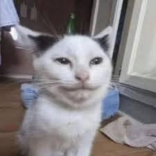 funnycat #memes #catmeme #cursedcats ...