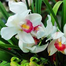 Cymbidium Cricket Flour Best Flower Wallpaper