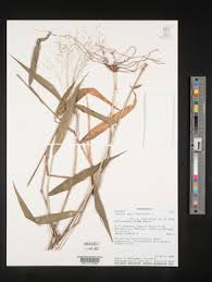 Image result for Isachne mauritiana