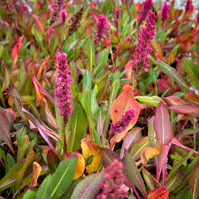 Image result for Persicaria