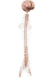 The nervous system includes both the central nervous system and peripheral nervous system. Silicone Plastinates Central Nervous System