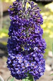 Image result for Komule empire blue