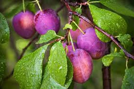 Stark® montmorency pie cherry (122) starting at $59.99. Ripe Red Plums On The Branch With Dew Stock Image Colourbox