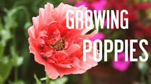 Jun 26, 2021 · step 2: Mrbrownthumb Sowing Poppy Seeds