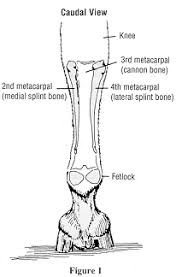 There are various disease processes that affect the nature of the synovial fluid because of inflammation and disease in the synovial membrane. Horse Front Leg Anatomy Anatomy Drawing Diagram