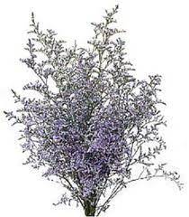 Caspia Limonium Flowers Types Of Flowers Winter Plants