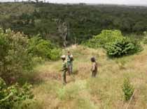 Image result for Sclerochiton obtusisepalus