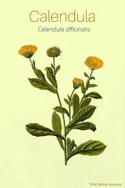 Calendula Health Benefits And Side Effects Medicinal Plants Healing Herbs Healing Plants
