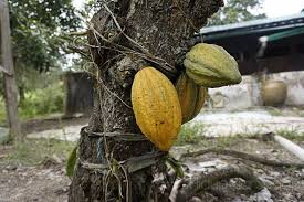 Tanaman koko boleh ditanam di hampir kesemua kawasan di malaysia. Sedap Isap Biji Koko Kujie2 Com