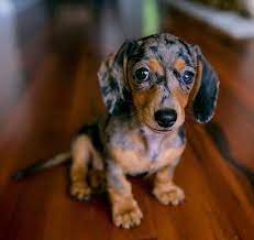 With tenor, maker of gif keyboard, add popular sausage dog animated gifs to your conversations. Beautiful Little Dog Minature Dachshund Dapple Dachshund Dachshund Puppies