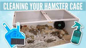 How To Clean Your Hamsters Cage - Youtube