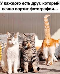 pin na doske smeshnye zhivotnye