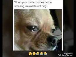 Your daily dose of internet memes, hilarious dank memes only legends will find it funny. Daily Dose Of Internet Memes 1 Youtube