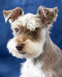 Schnauzer Look S Like Lady S Tramp Cutest Small Dog Breeds Schnauzer Puppy Cute Dogs Breeds