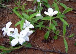 Image result for Cycnium