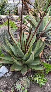 Image result for Aloe aculeata × ortholopha