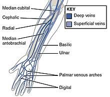 The brachioradialis muscle, which is fixed to the radius, to its distal end. Forearm Wikipedia