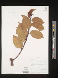 Image result for Casearia battiscombei