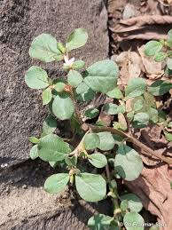 Image result for Trianthema salsoloides