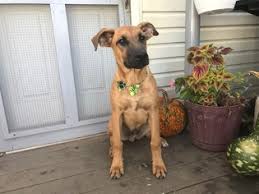 Don't have time to consistently train your puppy? View Ad Boxer German Shepherd Dog Mix Puppy For Sale Near Pennsylvania East Earl Usa Adn 48870
