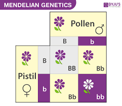 Oswald avery, a canadian bacteriologist. Mendelian Genetics Explore Mendel S Laws Of Inheritance