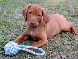 Hungarian vizsla, hungarian pointer, magyar vizsla. Hungarian Vizsla Breeders Near Me