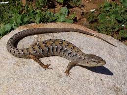 The name alligator is probably an anglicized form of el lagarto, the spanish term for the lizard, which early spanish explorers and settlers in florida called the alligator. Southern Alligator Lizard Care Sheet Reptiles Cove