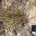 Image result for Trachypogon