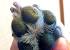 Wart On Dog S Paw Pad