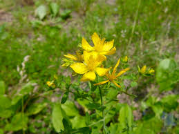 Image result for Hypericum quartinianum