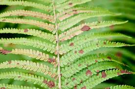 Brown leaf tips usually mean that the the air around the plant is too dry and your fern needs more humidity. Rusty Fern Leaves Why Is There Rust On Back Of Fern Fronds