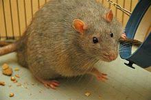 Rat Wikipedia