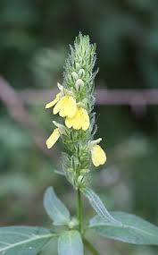 Image result for Justicia flava