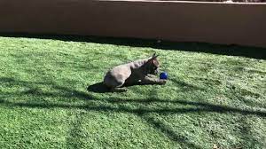#frenchbulldog #sischebulldogge #frenchiesociety #love #bulldogs #dogoftheday. French Bulldog Puppies For Sale In Prescott Az Youtube