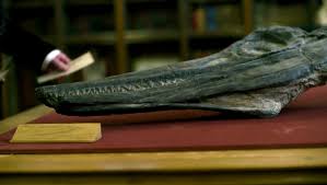 In 1840s england, acclaimed but overlooked fossil hunter mary anning (kate winslet) works alone on the rugged southern coastline. Ammonite Movie 2020 Video Dailymotion