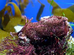 Aplysia vaccaria, also known as the black sea hare and california black sea hare, is a species of extremely large sea slug, a marine, opisthobranch. California Brown Sea Hare Online Learning Center Aquarium Of The Pacific