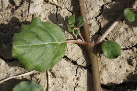 Image result for Trianthema