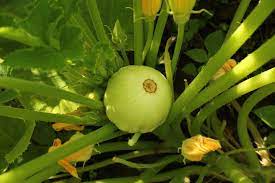Tender but not as tasty as the yellow crookneck or straightneck. What Is Patty Pan Squash How To Care For Scallop Squash Plants