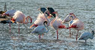 Mahakumbh 2025 - 3-day International Bird Festival to be held in Prayagraj from 16th February 2025 - Trayaan
