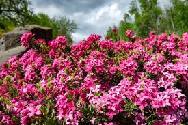 Azaleas give long lasting color and can be placed almost anywhere in the garden. 26 Gorgeous Pink Flowering Shrubs For Your Garden Diy Crafts
