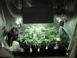 A portable grow tent will allow you to set up shop almost anywhere, indoors or out no greenhouse necessary! 5 Main Reasons For Marijuana Growing Tents Green Cultured Elearning Solutions