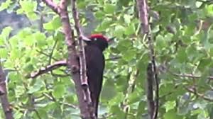 Book hotel picchio nero, terranova di pollino on tripadvisor: Picchio Nero Youtube