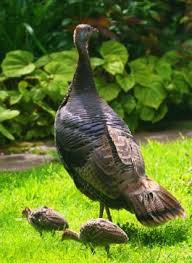 Wild Birds That Look Like Turkeys Happy Thanksgiving 2011 Finegardening Backyard Birds Wild Birds Pet Birds