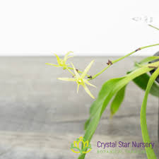 Image result for Angraecum calceolus