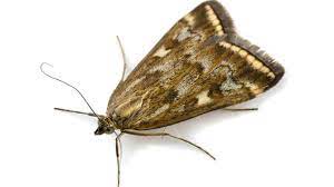 What kind of moths do i have? How To Control Prevent Moth Infestations In Your House Ortho