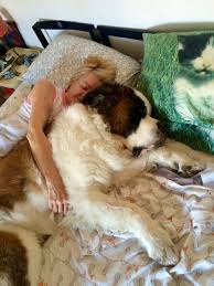 Black And White St Bernard Puppy Pin By Summer Black On Saint Bernards St Bernard Dogs Cute Animals Cute Baby Animals