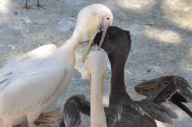 Cases, coolers, phone cases, flashlights, travel gear, luggage, drinkware, and backpacks. Ù…Ù„Ù White Pelican At Giza Zoo By Hatem Moushir 5 Jpg ÙˆÙŠÙƒÙŠØ¨ÙŠØ¯ÙŠØ§