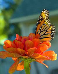 Maybe you would like to learn more about one of these? Pin On Butterflies